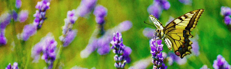 Rivendale Bed and Breakfast (b & b) accommodation near Liskeard & Bodmin Moor, in South-East Cornwall